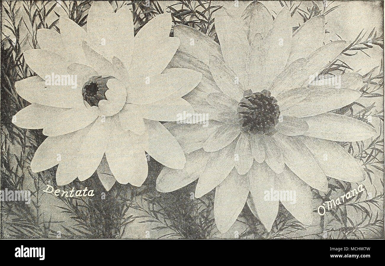 Noche=Nymphseas Bissetti tierna flor. Flores de tamaño más grande, de 8 a 10 pulgadas en diam- eter; en forma de copa; bastante doble y de una hermosa sombra de color rosado Noche=Nymphseas Bissetti tierna flor. Flores de tamaño más grande, de 8 a 10 pulgadas en diam- eter; en forma de copa; bastante doble y de una hermosa sombra de color rosado