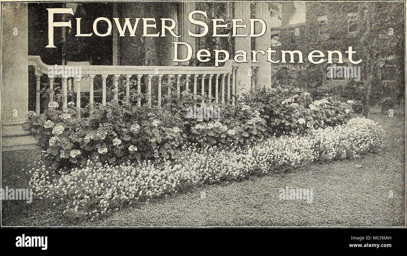 . Un borde de geranios rosados con bordes Sweet Alyssum prestamos especial atención a este departamento, que es probablemente la mayor cantidad y variedad en este país, casi un millar de especies y variedades que se ofrecen. Nuestro Plower semillas tienen una reputación mundial, y crecemos y ahorrar en nuestros propios jardines en Riverton más variedades que cualquier otro ciudadano Americano Seedsman. Nuestro objetivo permanente es garantizar las mejores cepas puede obtenerse, tanto de inicio y crecimiento en el extranjero, y no escatimaremos dolores o gasto con este objeto en vista. Nuestras cepas de girasoles, claveles, Pansy, Petunia, verbena, Zinnia, et Foto de stock