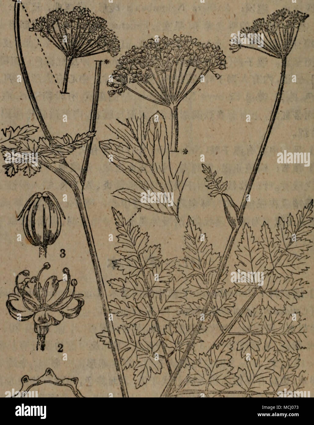 . BB 123 ç-Ae²³çae¬Ligusticum jeholense Na!cai et Kitagawa 1.Aeaeä¹ae2.è±3.aeå®4.aeå®Â"åé¢Ï¼èªä'-äºååå·aå¤"ï¼ Foto de stock