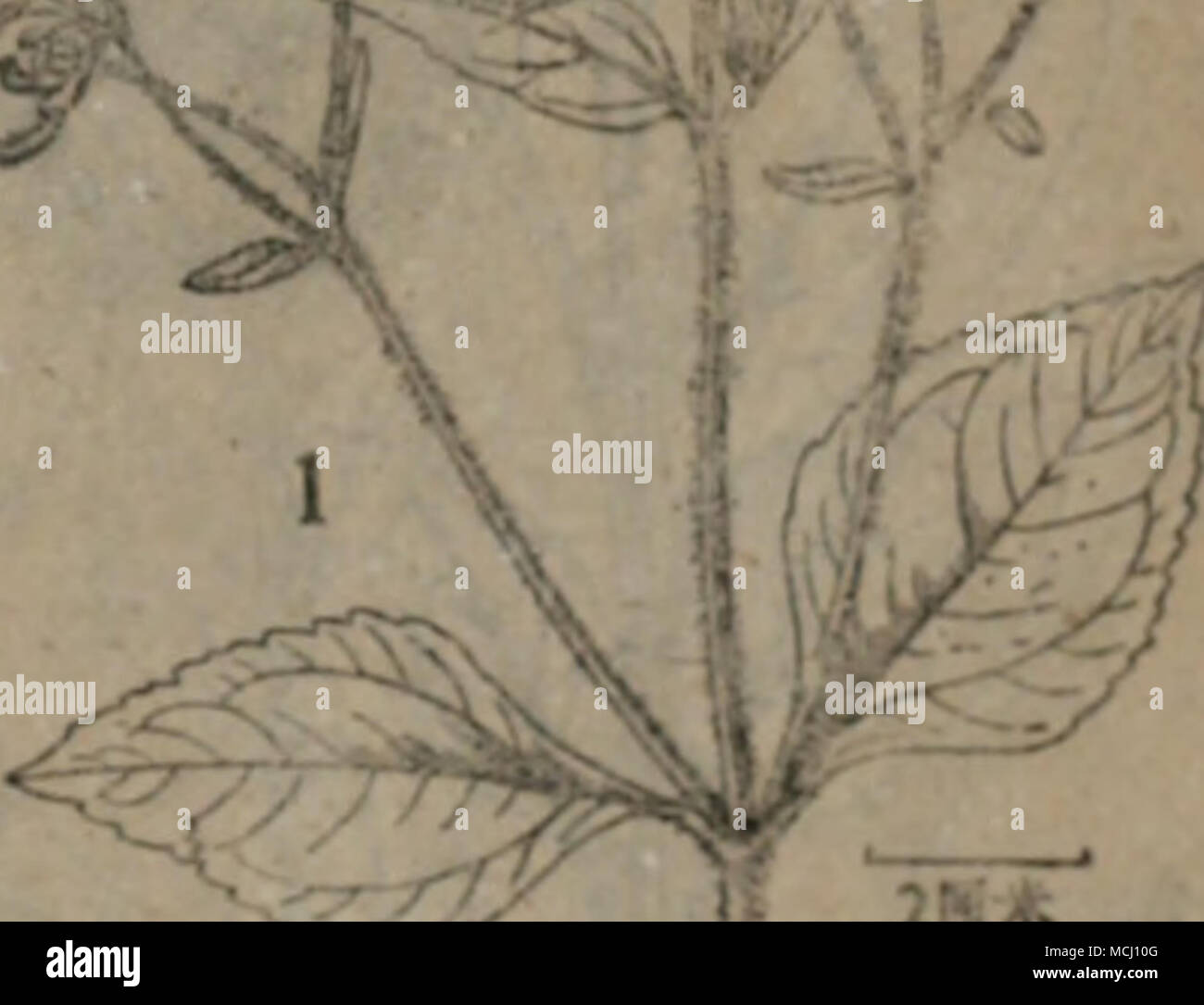 Iae E Fotos E Imagenes De Stock Alamy