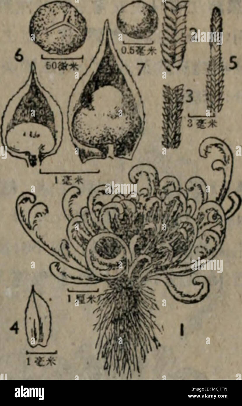 c Ae Lycopcdium Clavatum L A C C Ca A I 2 Ae A E Ei I A Ee E B E E E C ºae A Ai I 3 c Ae A A A10a Ae Selaginella Tamariscina Beauv Resorte A A I 2 C Ee Jk 3 Ee E Tq 4 E Ei 5 Ae A Gc I 6 A Ae A E C ºa Ae A 80aa Ae A I 7 A A A