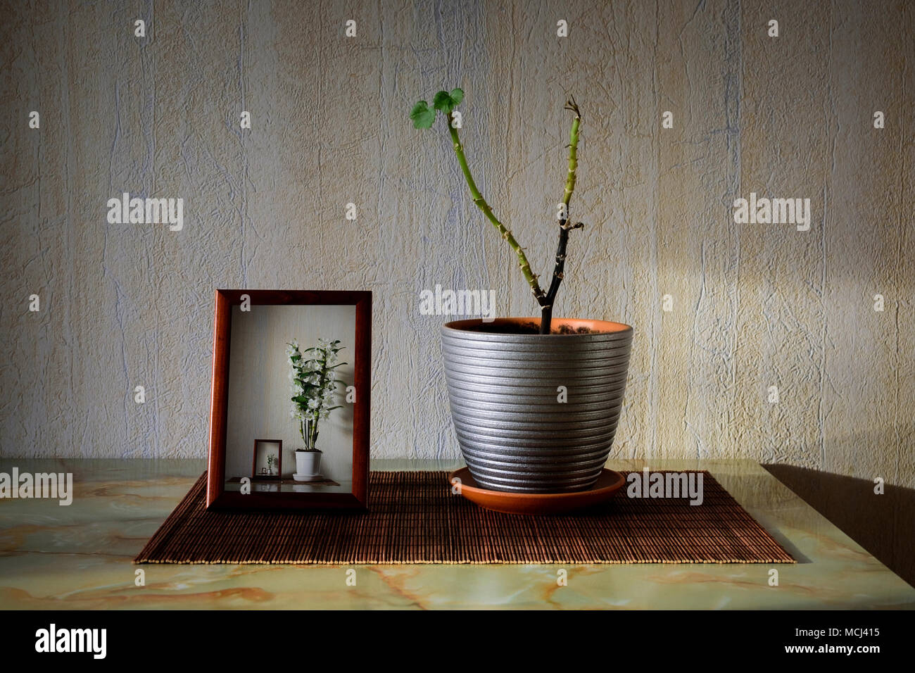 Planta enferma con dos pequeñas hojas verdes en una olla Foto de stock