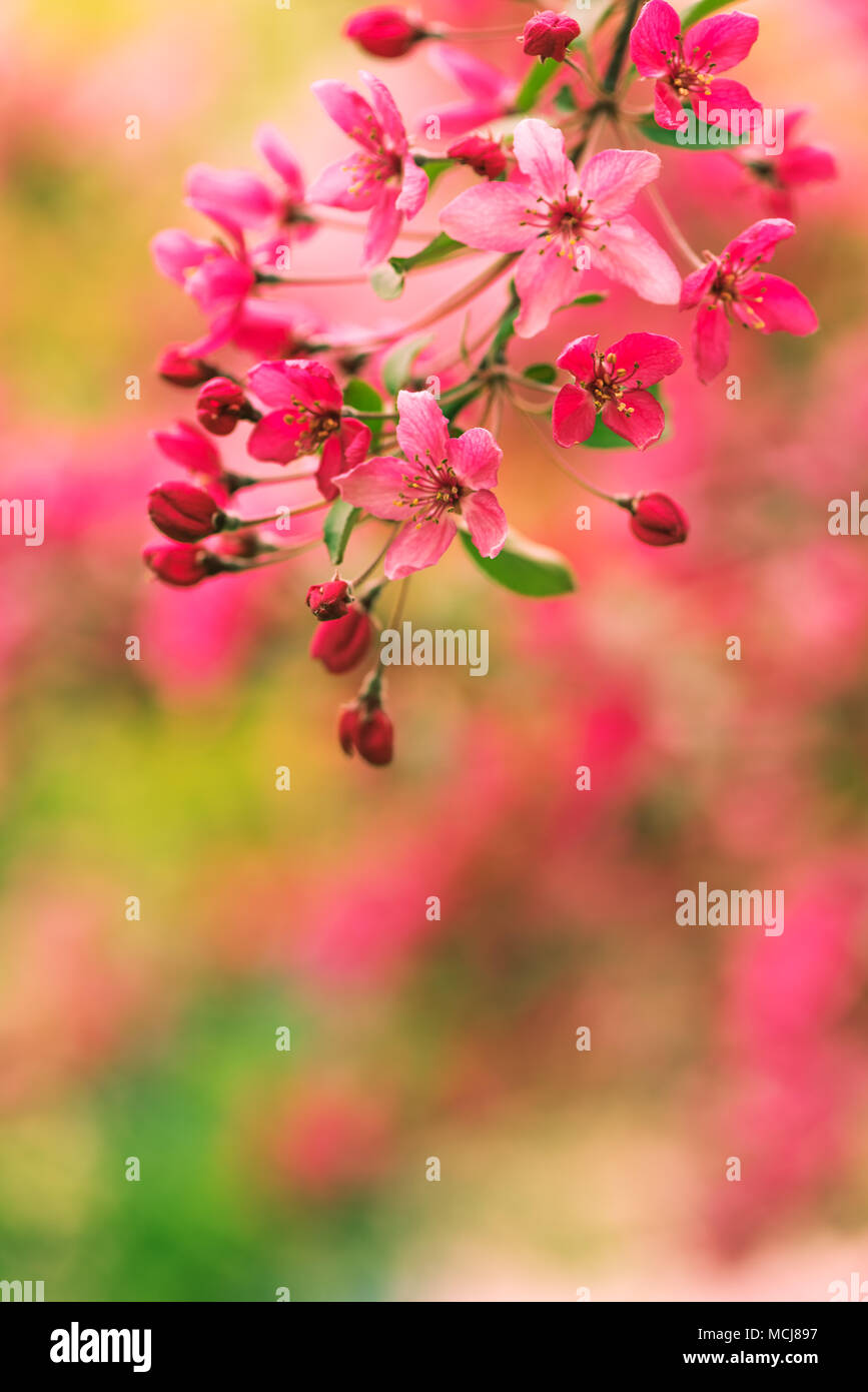 La belleza en la naturaleza, Rosa primavera florecen con el enfoque selectivo Foto de stock
