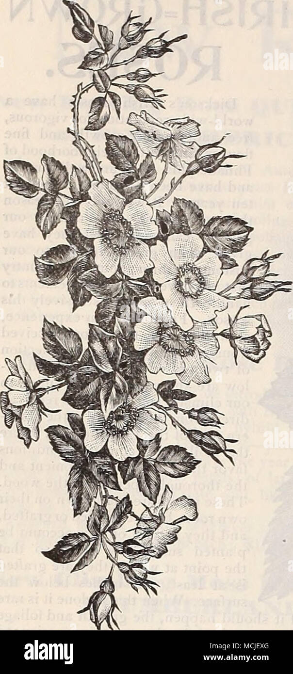 . Señor Penzance Sweet Briar. Estos son los cruces entre cominon Sweet