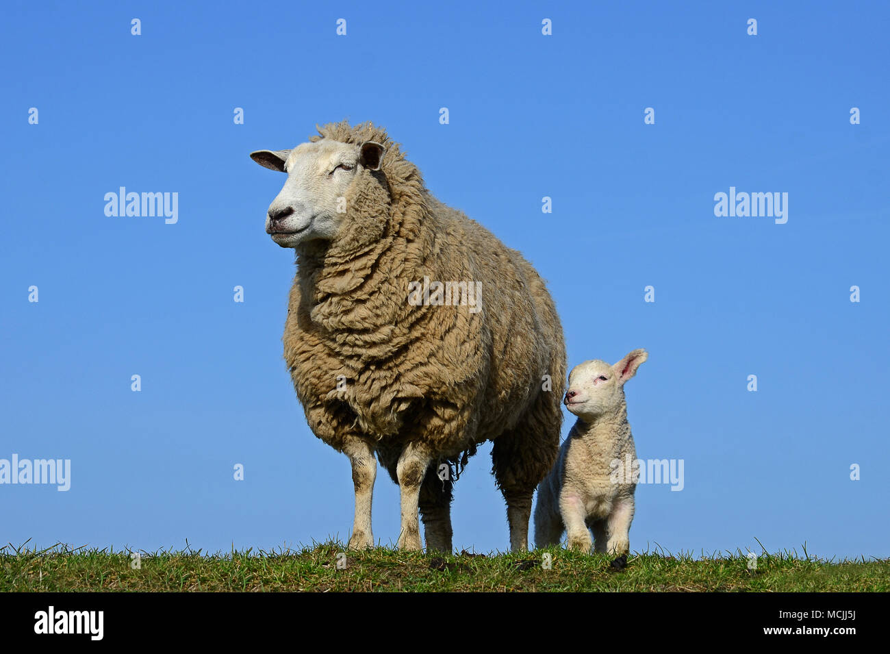 Ovejas domésticas (Ovis aries) gmelini, oveja con cordero, Westerhever, Schleswig-Holstein, Alemania Foto de stock