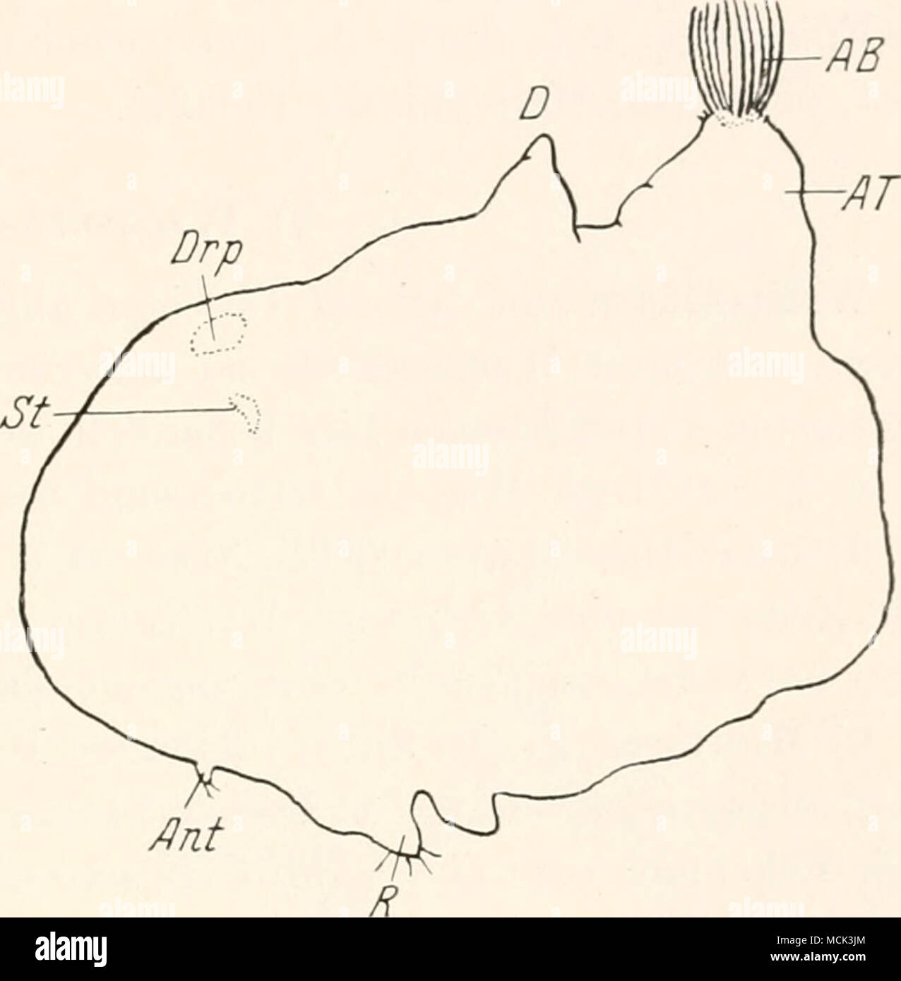 . Abb. 30. Lakshadia communis Weibchen. 2. Larve. "AB = Analborsten; A = Analtuberkel; Ant = Un- tenne; D = ^ Drüsenplatte Dorsaldorn; Drp; R = Rüssel; St = el estigma.  Nach >LH1)IHASSAN. 4. A) morir Ciiücula IlltOgUllKMlt Cuticula der Cocciden-AVeihchen ist sehr dünn bei manchen Arten, Ix'i anderen Arten auÃerordentlich mächtig und Hart. Die Larven und Männ- chen sind stets sehr zarthäutig. Bei den Larven von Marchaiina hellenica ist nach Hovasse (1930) muere Cuticula sehr dehnl)ar. Tan daà sich das Tier zwischen zwei Häutungen um das 2- bis 3fache vergröÃern kann. B(M Warajicoccus ONU Foto de stock