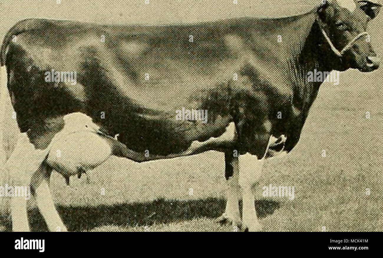 . WREN PIETERTJE JEXXY una vaca Holstein criados de Minnesota que se vendió por 10.100 dólares en subasta a una empresa de Wisconsin en la Moorhead, Minnesota, venta, 12 de junio de 1919. Se dice que ha habido, pero dos altos en este país. Incluso Wisconsin, por tanto, viene a Minnesota y pajdng estos precios enormes para la elección reproductoras de raza pura. Como una región de ganado de raza pura de la granja, stock &Amp; Grupo hogar ya está en la fila delantera. Produce algunos de los mejores reproductores en el mundo. Es imposible estimar su valor total. Uno puede ver fácilmente cuánto mayor es el valor de la Duquesa Skylark ORM Foto de stock