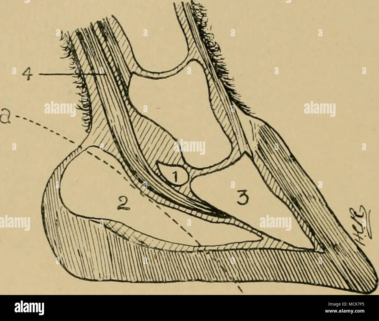 Hueso piramidal fotografías e imágenes de alta resolución Alamy