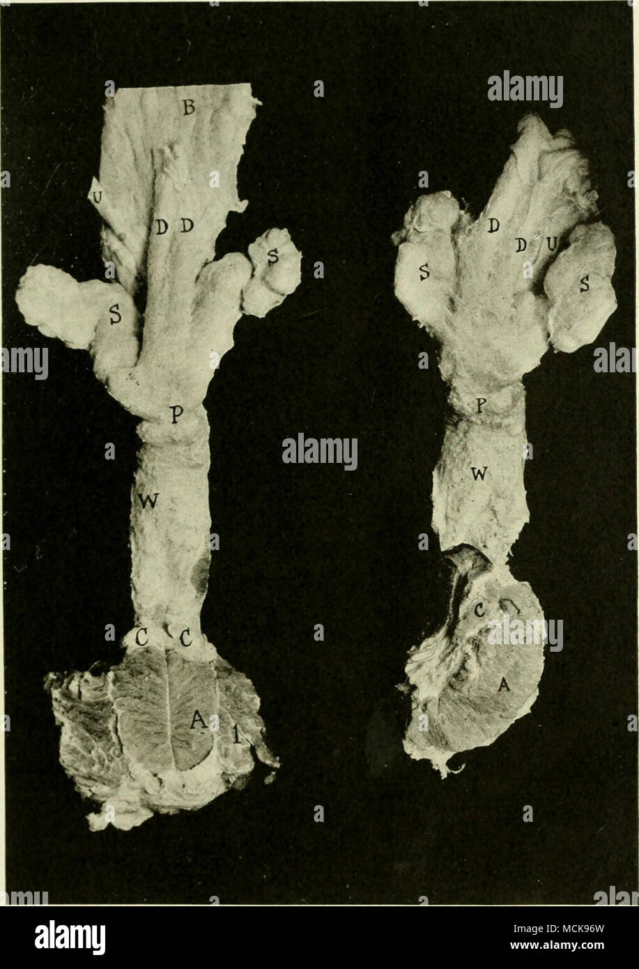 Glándula de cowper fotografías e imágenes de alta resolución Alamy