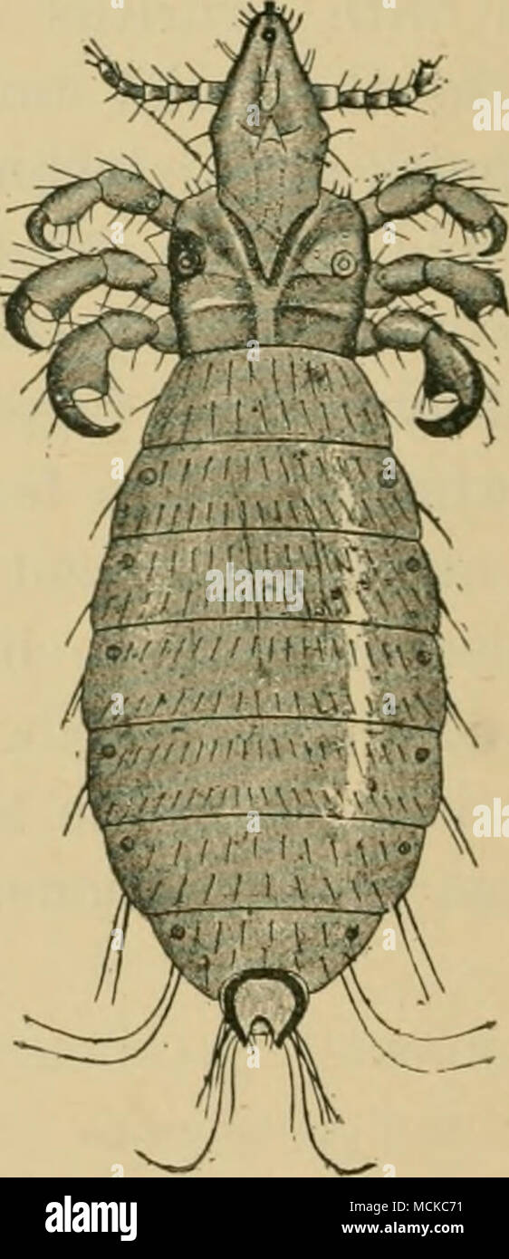 . Fig. 245.-Hceniatoinnns curysternus del buey, magnificada 20 diámetros. (Después Neumami.) Fig. 246.-Hcematojnnus del ternero, magnificada 20 diámetros. (Después de Neumann) .El penetrante sldn por aspiración. La Trichodectcs tienen una gran cabeza fiat construido para que mastica. El buey alberga dos formas de ILematojnnus y uno de Trkhodectes, el Hfematopinus envystcruns y tenuirostnis y el Trkhodectes scalaris. La oveja sufre Trkhodectes spherocephalus y Melophagits, Foto de stock