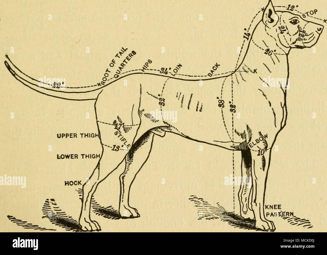 . Fig. 2, la rodilla del hombre. Muslo y pierna (Fig. 2) son términos convenientes, y ambos deben estar bien desarrolladas en un animal destinado para un largo y rápido para tales stride, implica que los músculos son gruesos y largos. Longitud es de gran importancia para la máxima velocidad, pues es bien sabido que un músculo en contracción puede acortar a uno Foto de stock