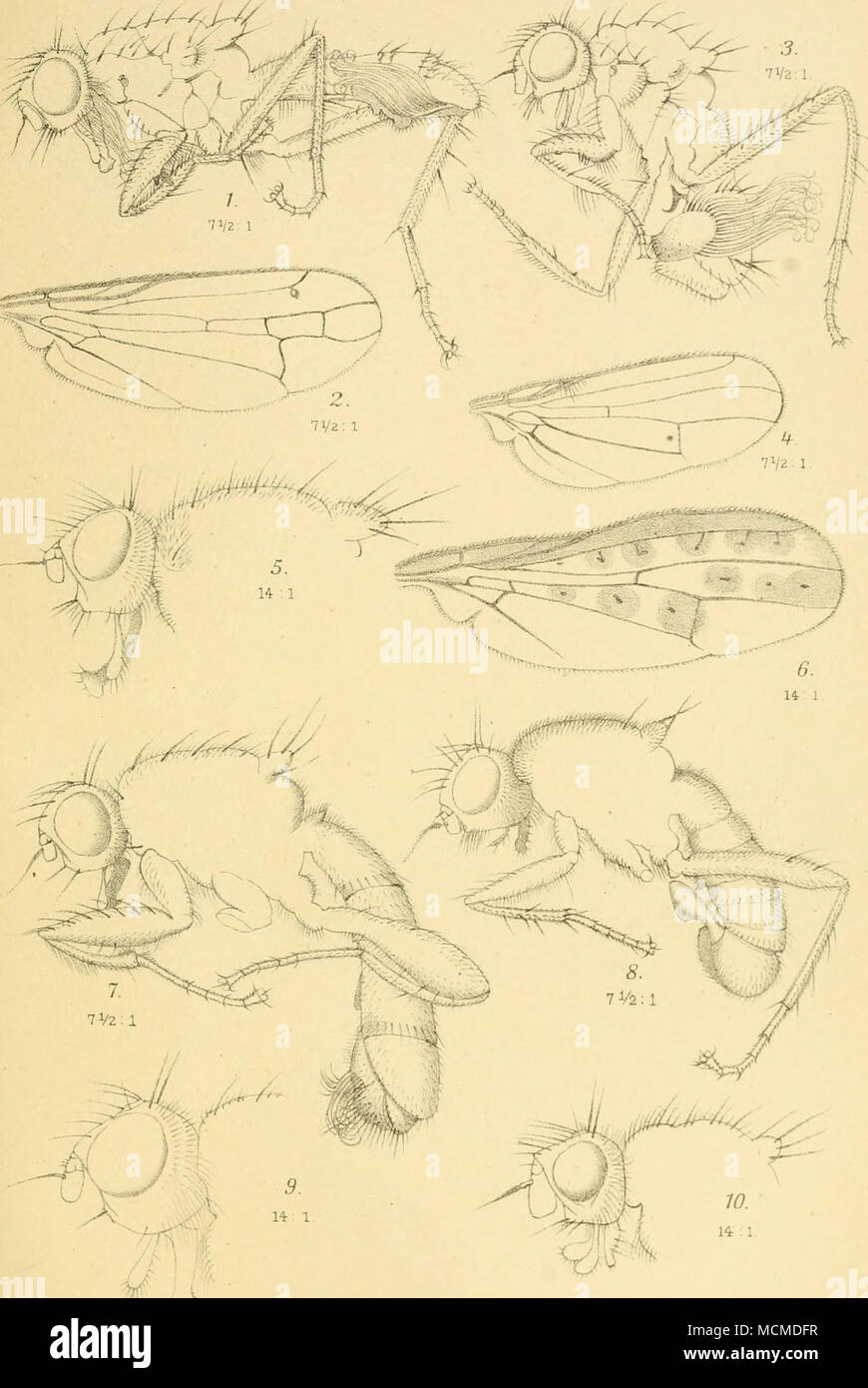 . IZ.Pogionofa barbafa. S.^.Oken/acaudataZeff. 5.6.£rnoneuraArcfusZeft. 7.8.BostrichopygacrafsipesZeft Coch//ar/ijm/asiostomoÃecA. 9.Microprosopapa///caija/aZeft W.AcerocnemabrevisetaZett6 Th Becker no ad- CID. Meisenbach.pif i- 'â * " """ de Berlín. Foto de stock