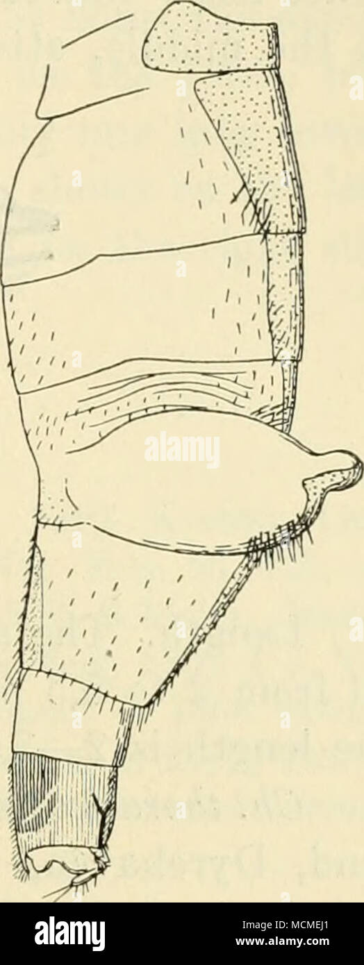 . Fig. 39. Fig. 41. Fig. 40. Abdomen de Ch. thoracia $. Fig. 39 normalmente distendido, desde arriba; Fig. 40 con los sacos sacó, desde arriba; Fig. 41 la misma desde el lado. en la cara ventral del sexto segmento tiene una gran placa ventral chitinized; así como el conocido de un ventrite occurrenoe siich es muy rara entre los Phorids, su aparición aquí es, creo yo, debido a la peculiar construcción de abdomen. El lateral de pelos en el abdomen son algunos- lo llamativo además de los pelos largos en el segundo segmento; sobre la membrana para cada lado de la quinta tergite un manojo de cerdas es visto, cuando este pa Foto de stock