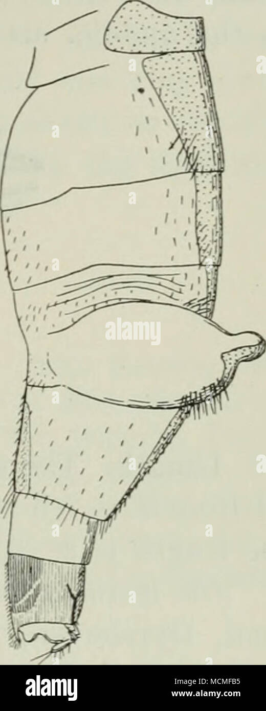 . Fig. 39. Fig. 41. Fig. 40. Abdomen de Ch. thoracia $. Fig. 39 normalmente distendido, desde arriba; Fig. 40 con los sacos sacó, desde arriba; Fig. 41 la misma desde el lado. en la cara ventral del sexto segmento tiene una gran placa ventral chitinized; así como conocer la ocurrencia de tal ventrite es muy rara entre los Phorids, su aparición aquí es, creo yo, debido a la peculiar construcción de abdomen. El lateral de pelos en el abdomen son algunos- lo llamativo además de los pelos largos en el segundo segmento; sobre la membrana para cada lado de la quinta tergite un manojo de cerdas es visto, cuando este par Foto de stock