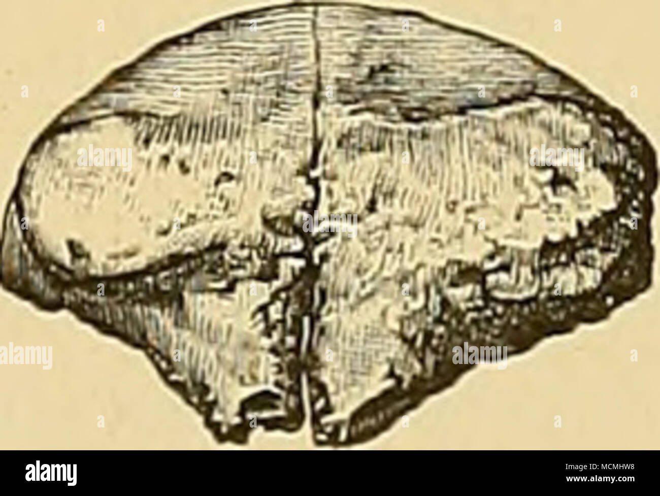 . Fi&amp;UEE 189.-nasales de Tinoceras latum, Marsh (n-i li'l). Vista lateral vista superior; b.; c. vista delantera. ODe-quinta de tamaño natural. Foto de stock