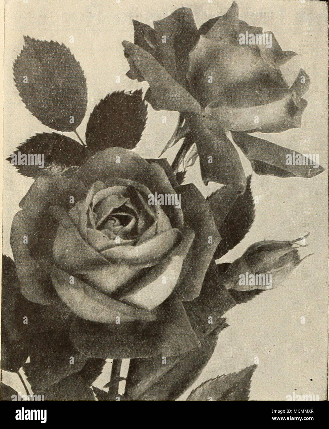 Principe E C D Arenberg Milady H T Carmesi Cruce Entre Richmond Y J B Clark Color Similar A Richmond Escarlata Carmesi Muy Fragante Florece Llena Y Dobles Grandes Cogollos Senalo En