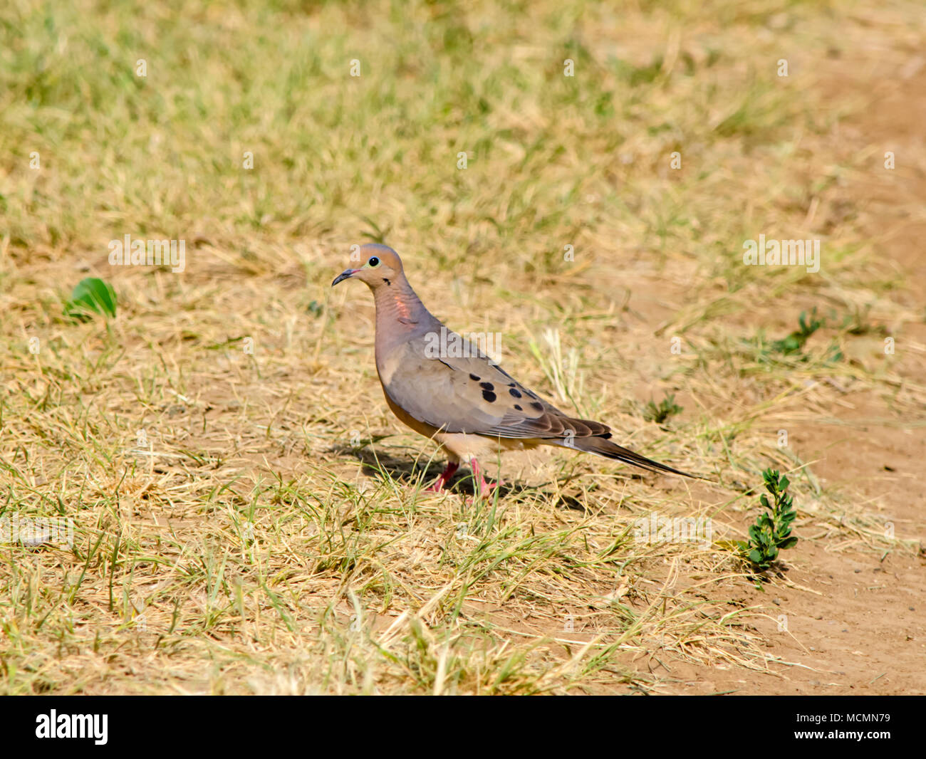 La caza de la Paloma de luto para semillas, Colorado. Esta ave es realmente la subespecie occidental- Zenaida macroura marginella. Foto de stock