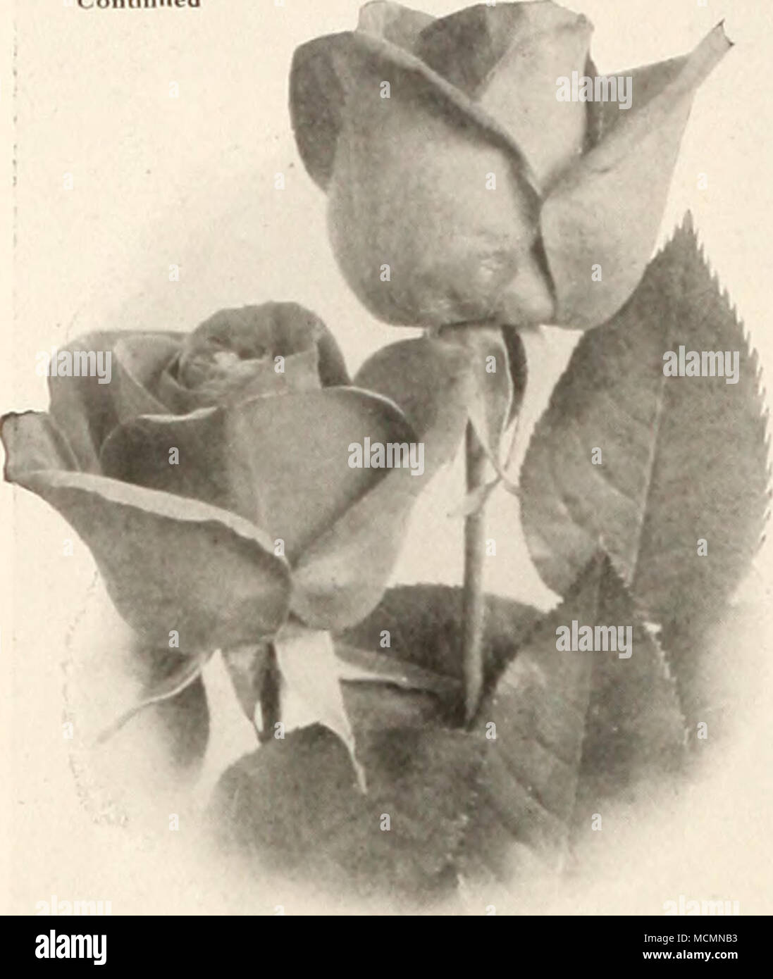 Rhea Rhea Rcid Reid Helen Mills Un Maravilloso Nuevo Hardy Rosa Rosa De Te Hibrido Florece Monisima esa de la faldita rosa y como siempre tus aportes de lo mejor felisidades. alamy