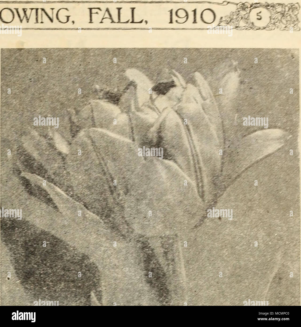 Tarde- doble tulipanes floración fuerte, sano, bombillas, 2 por 15 cts.,  7Â