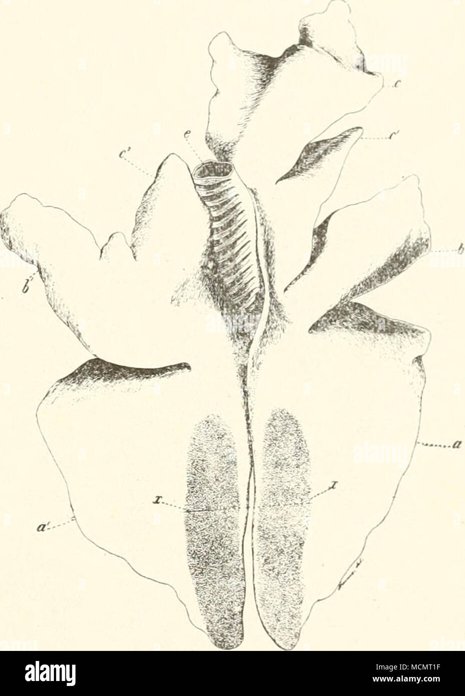 Pulmones bovinos fotografías e imágenes de alta resolución - Alamy