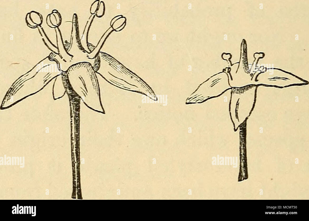 Las flores son hermafroditas fotografías e imágenes de alta resolución - Alamy Las flores son hermafroditas fotografías e imágenes de alta resolución - Alamy
