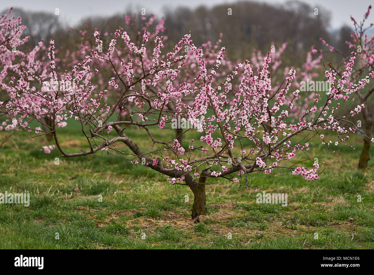 árbol de durazno huerto en flor fotografías e imágenes de alta resolución -  Alamy