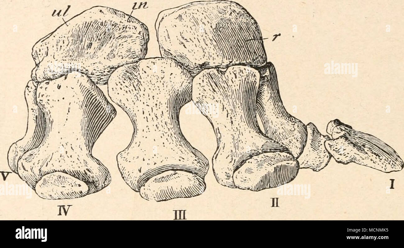 . Fig. 510. Rechte mano von Stegosaurus sulcatus, Marsh, aus dem oberen von Jura Como (Albany Cotrnty, Wyoming) en Atlantosaurus Nordamerika (camas). 1fi nat. Gr. (Nach Ch. Wh. Gilmore). Oben: Dorsalansicht der beiden Carpalmassen; Unten: Ansicht der mano von vorne. ul = Ulnare. En = Intermedium. ul + a + p = + Ulnare Pisiforme. r = Radiale. Intermedium /-V = erster bis fünfter dedo. Die Endphalangen des II.-V. Fin- gers sind bei diesem ejemplar nicht erhalten. Zu beachten i&GT;t die allgemeine große Ähnlichkeit mit der Elefantenhand. bekannt. Die Drei funktionellen Zehen entsprechen der ers Foto de stock