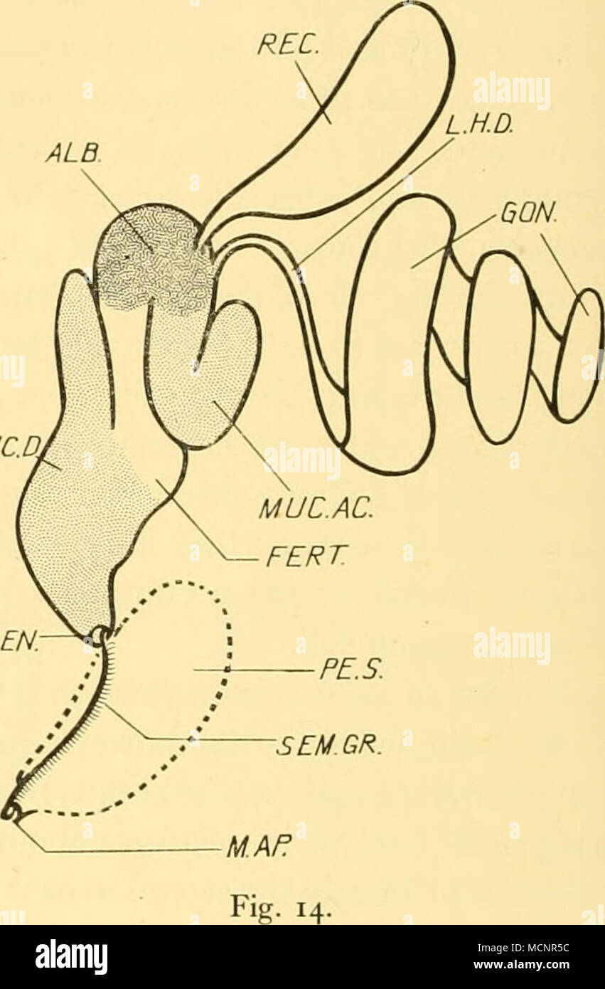 . Fig. 13- Fig. 13. Limacina bulhnoides. La histología del tracto genital, (a) La albúmina glándula secretora acercándose al estado en la etapa 6. (B) La glándula mucosa en la etapa 5, antes del inicio de la actividad secretoria, (c) La breve epitelio glandular que recubre la cavidad general de la sac penial. (D) El epitelio prostático, en la etapa 5, la apertura dentro de las células de la próstata por encima, y las celdas más pequeñas que forman parte de la vaina epitelial externa a continuación. ALB., albúmina esférulas empezando a pasar de la superficie libre de la célula; M.F., las fibras musculares de la pared del saco penial; MUC, mucosa contenido de Foto de stock