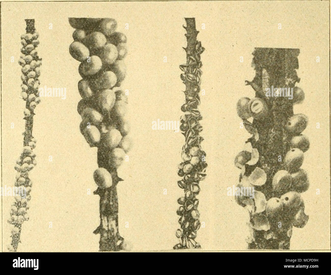 . Ai aa b c Fig. 7. AI, a2, c ausgeschlüpfte gesunde, b unbefruchtete Eier Des Kiefernspiriners. ai und b natürUche Größe, como und c vergrößert. d. h. 37 g, die klein überwinternden mehr als die großen. Der Nadel- verbrauch ist nach der letzten Häutung am größten. Vor der Ueber- winterung wurden 16 Nadeln am Rand, 154 ganz gefressen. Die produ- zierte Kotmenge beträgt bis 6 g = 26 ccm. - Puppe: gedrungen, schwarz, bräunlich lang, 30 mm, 9 mm breit (Mittel), mit Hinterende Klam- merhaken zum Festhalten Kokon im. Die sich zur Puppe Raupe häutet 4-6 Tage nach dem Einspinnen. Die groß überwinternde Foto de stock