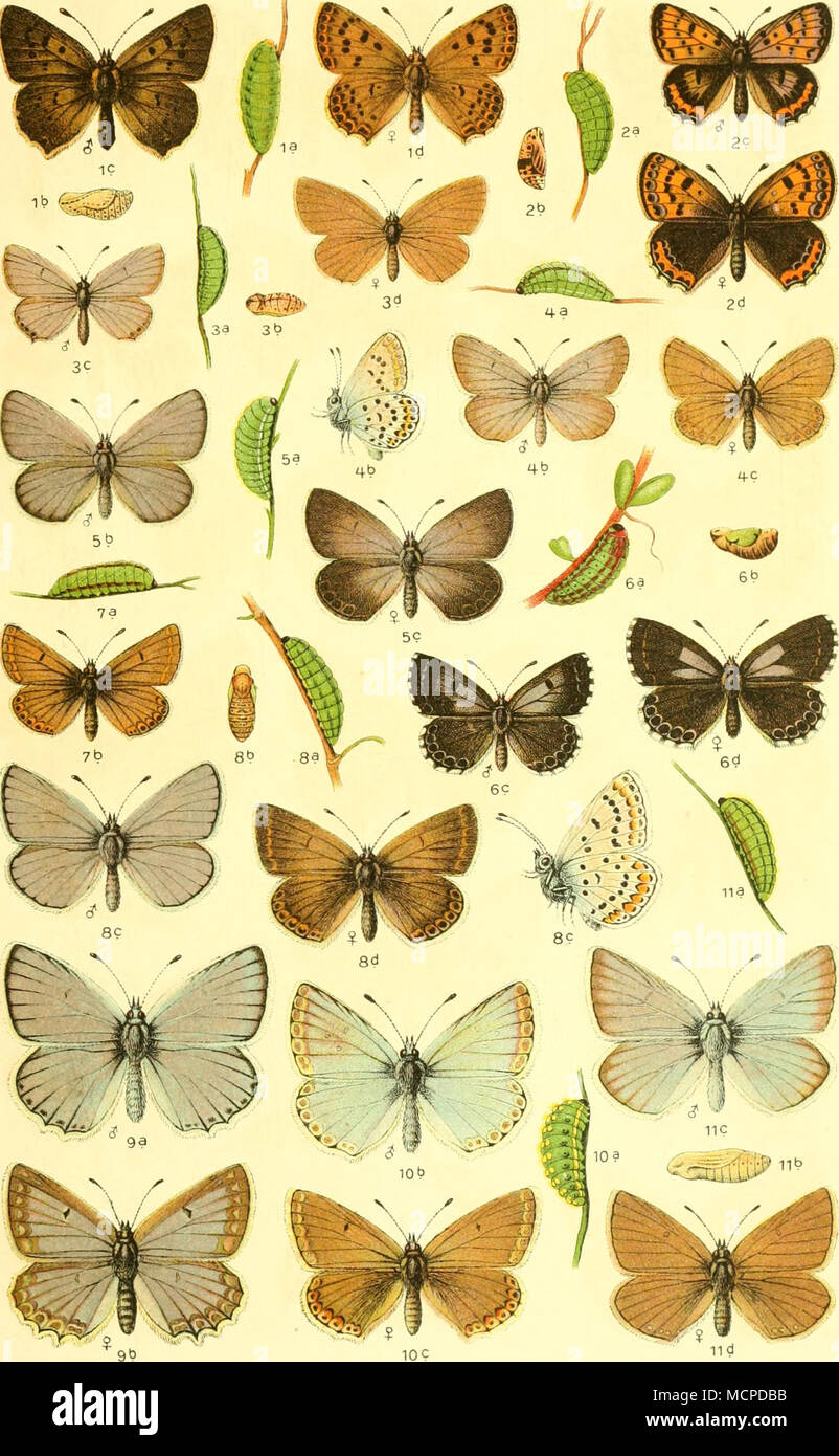 Chrysophanus amphidamas fotografías e imágenes de alta resolución Alamy