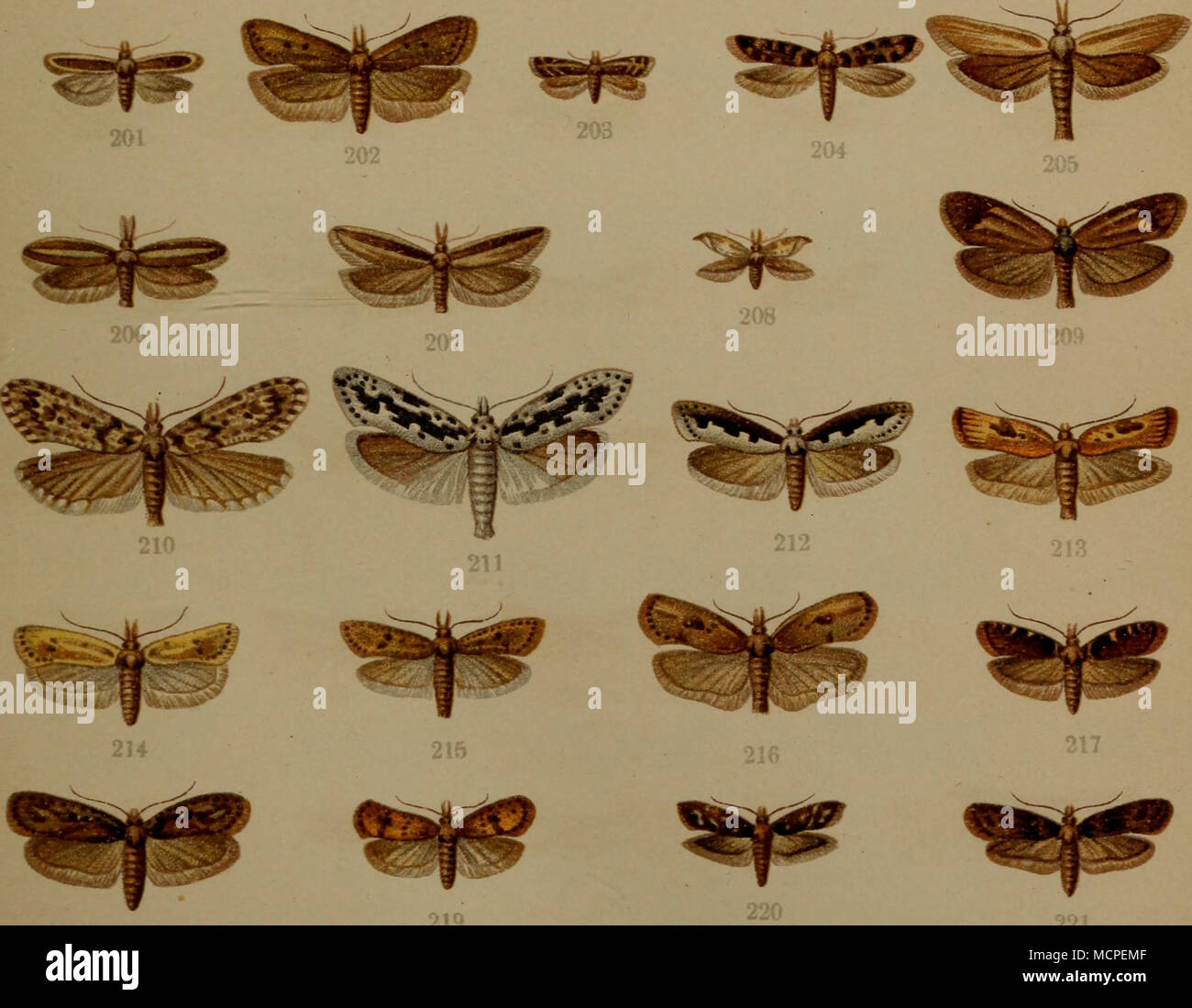 . 176. Gelechia virgella Thnbg. ~ 177. Gelechia diffinis Hw. - 178. Gelechia electella Z. - 179. Scalella Gelechia Sc. - 180. Gelechia artemisiella Tr. - 181. Gelechia alburnella dup. - 182. Gelechia proximella Hb. - 183. Cinerella Acompsia Cl. - 184. Tachyptilia populella cfl. - 185. Tachyptilia populella Cl. - 186. Acanthophiia alacella dup. - 187. Xystophora tenebrella Hb. - 188. Anacampsis coronillella Tr. - 189. Vorticella Anacampsis Sc. - 190. Ansf otelia brizella Tr. - 191. Aristotelia ericinella dup. - 192. Recurvaria leucatella Gl. - 193. RecurvariananellaHb. -- 194. Stenolechiaälbice Foto de stock