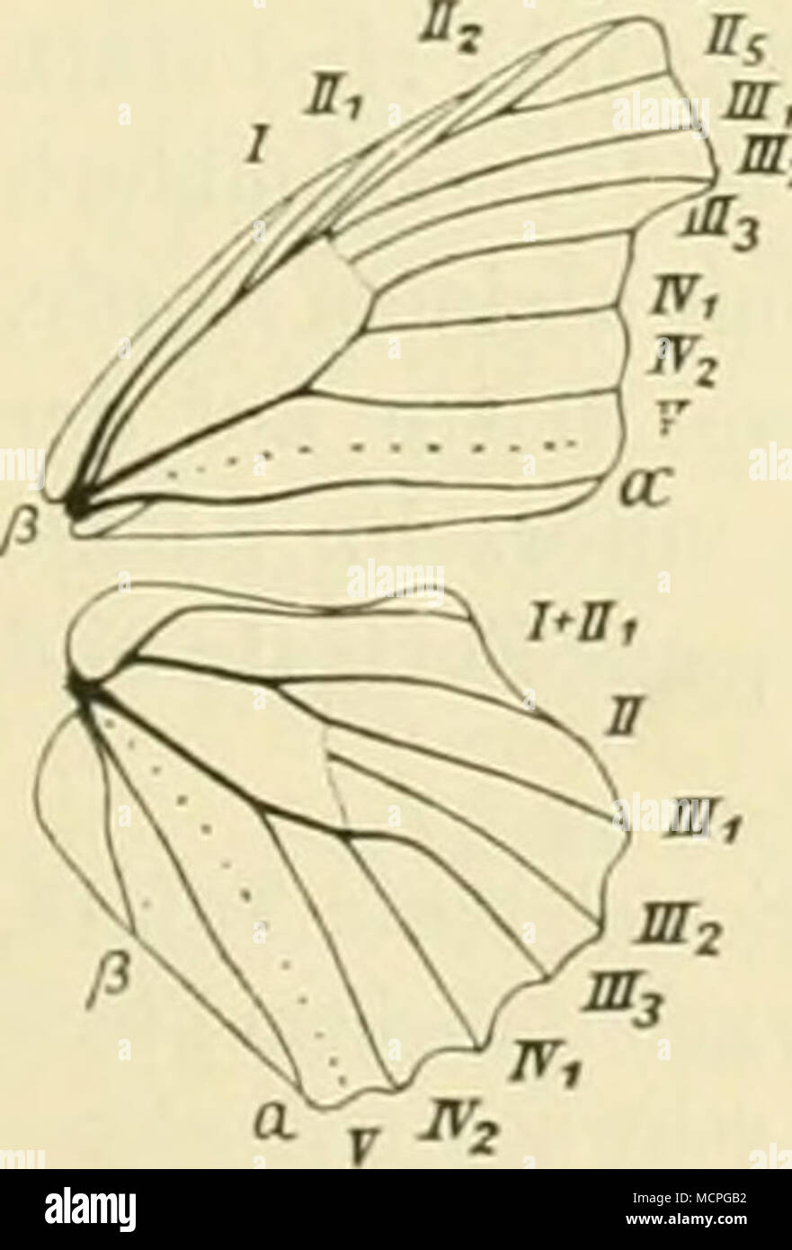 Fig. 34.*) Liby'thea eeltis fMich.-Fiiess., auf 5/4 vergr. *Â ) Verkleinert  und nach modifiziert A. R. Grole taf. IV, Fig. 2H. Die Raupen siehe bei der  Art. Die bekannten 6 Arten