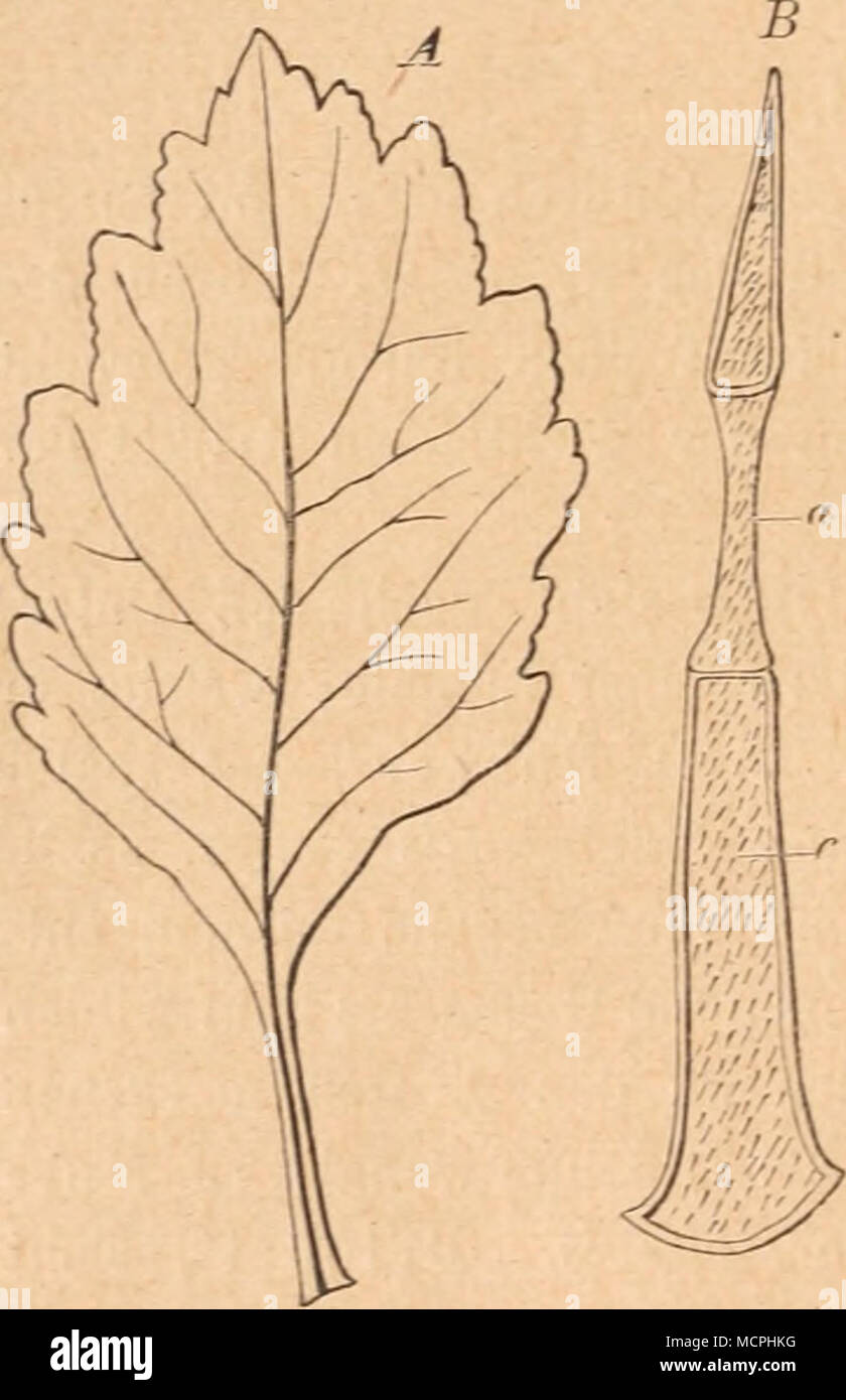 . Fig. 207. Un natürliche Größe. Ein Blatt von I ogostemon Patchuli. B Yergr. 300. Ein Haar Ton der Unterseite des Blattes, Zusammen- gefallene Zelle, c Kutiknla. (Wiesner.) 1 Auf Mauricio und Reunion, sowie auf Java wird ebenfalls ziert Patschuli produ-. En Paraguay, sowie auf den westindischen Inseln und Dominica, Guadalupe Martinica werden Anbauversuche gemacht. Gildemeister und Hoffmann, Äth. Öle, pág. 855. 2) Über den Anbau und die Destillation (Patschuliöl) von Patschuli auf Malakka Tgl. Kew Bol. Juni (1889). 3) Holmes, Pharm. Estancia. (Londres), vol. 56 (1896, pág. 222. 4) Pharm. Estancia. Foto de stock