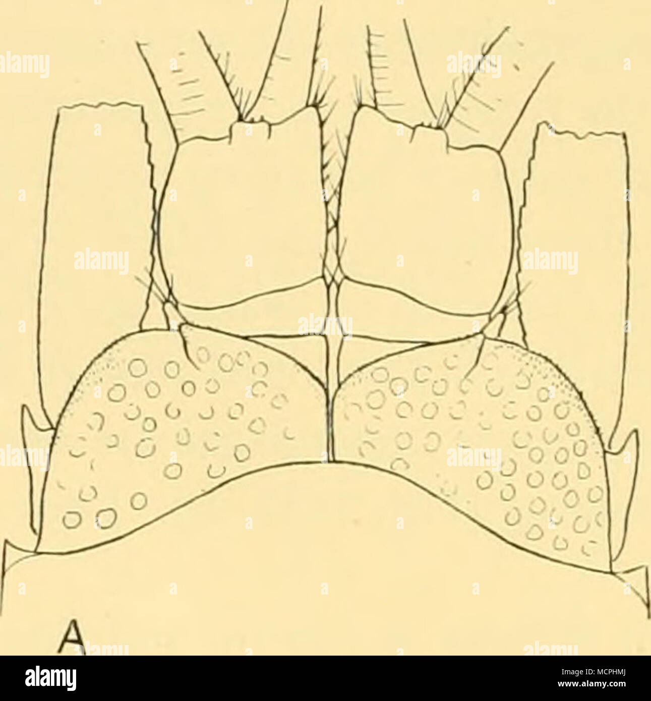 Fig 23 Amblyops Sp Cerca De Kempi Un Anterior Final De Machos