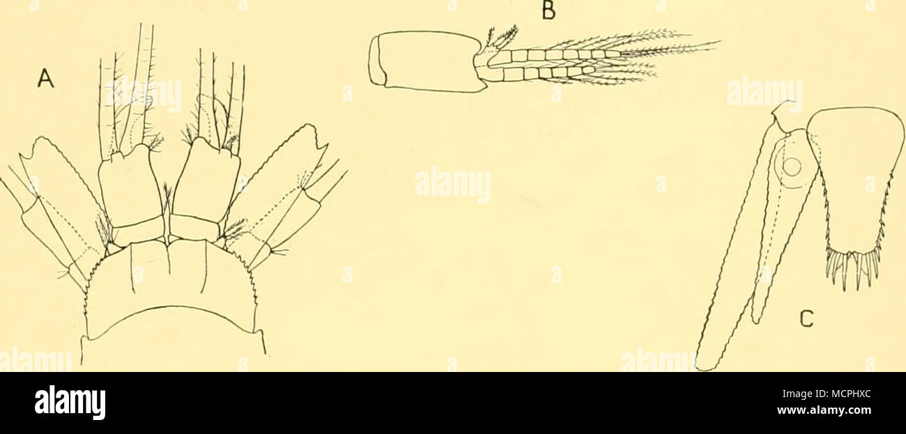 . Fig. 19. Pseudomma magellanensis sp.n. Un anterior final de adulto macho en vista dorsal; B, cuarto pleopod de varones; C, Telson y dejó uropod en vista dorsal. Todas x 20. Comentarios. Esta especie difiere de P. sarsi en su tamaño más pequeño; en su eyeplate muy profunda con los dos bien marcadas las dorsales y la canaleta superficial entre ellos; en el menor número de dientes más gruesos, armar los márgenes laterales de los eyeplate; en la modificación de la cuarta pleopod exopod del varón y, especialmente, en el pequeño telson con su amplia truncar el ápice y márgenes laterales del cóncavo. El telson se asemeja a la de P. truncado Foto de stock
