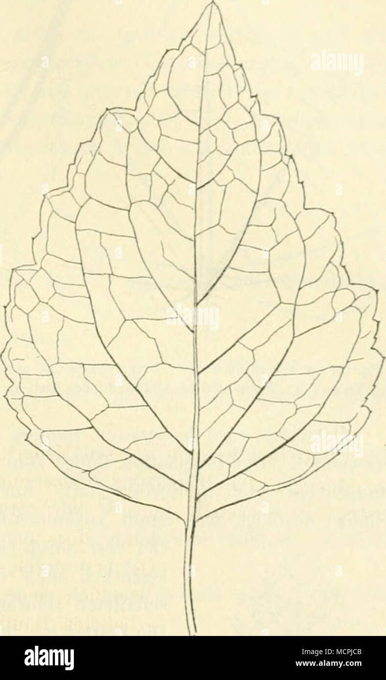 . Fig. l'JO. Po'jostemoii Eaytieanus lieiitli. Grosses Blatt eines indischen Exemplares. Nutürl. Grösse. cirt. En Paraguay, sowie auf den westindischen Inseln Dominica. Guadalupe Martinica und werden Anbauversuclie gemacht. Gildemeister und Iloffmann, Aeth. ≪"ele. pág. 835. 1 Ueber den Anbau und die Destillation (Patschuliol; von Patschuli aul' Ma- lakka vgl. Kew Bol. 18S9 (.luni . Yo Hulmos. Pharm. .Iduni. Londres, Vid. .56 189f" en la pág. 222. Foto de stock