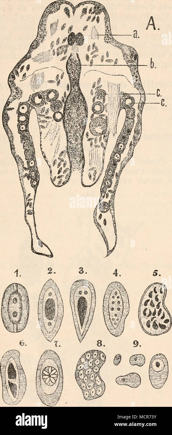 B Cypris Ornata A Frontalschnitt Durch Das Entkalkte Und En Parafina Eingebettete Thier S Muskeln Zvn Augenfjanglien B Magen Darm C Ovarium Das Sich Erstreckend Solialeninnere Die Sind Gleiclimiissig Parasiten En Dem