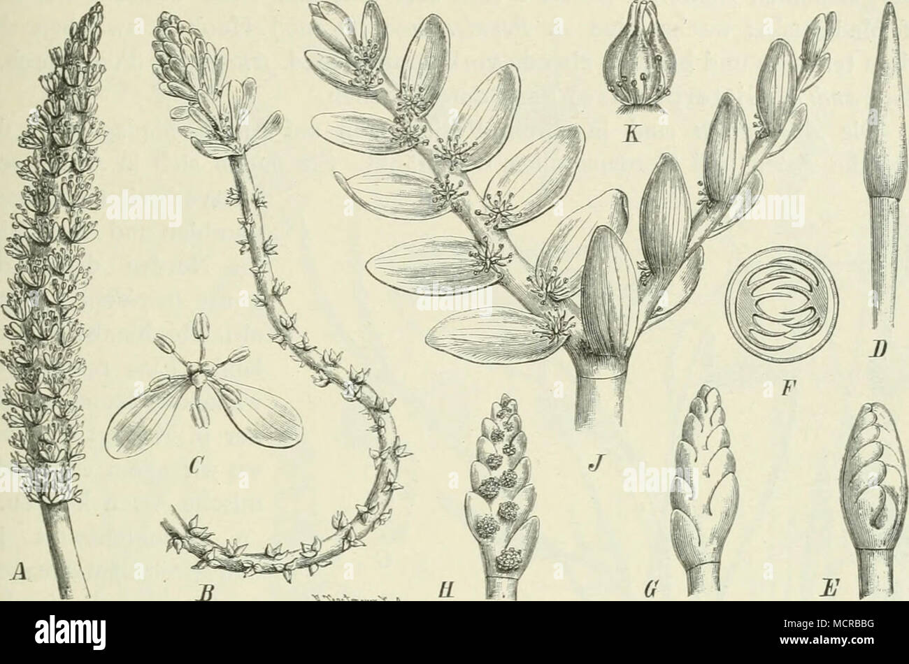 Fig Un Aponogeton Natans L Engl Et Krause Bis Vorderindien Australien B A Crispus Thunb Ceilan Ein Blutenstand Von Dessen Unteren Beato Die Blhbl Abgefallen Sind C Einzelne Beato Derselben