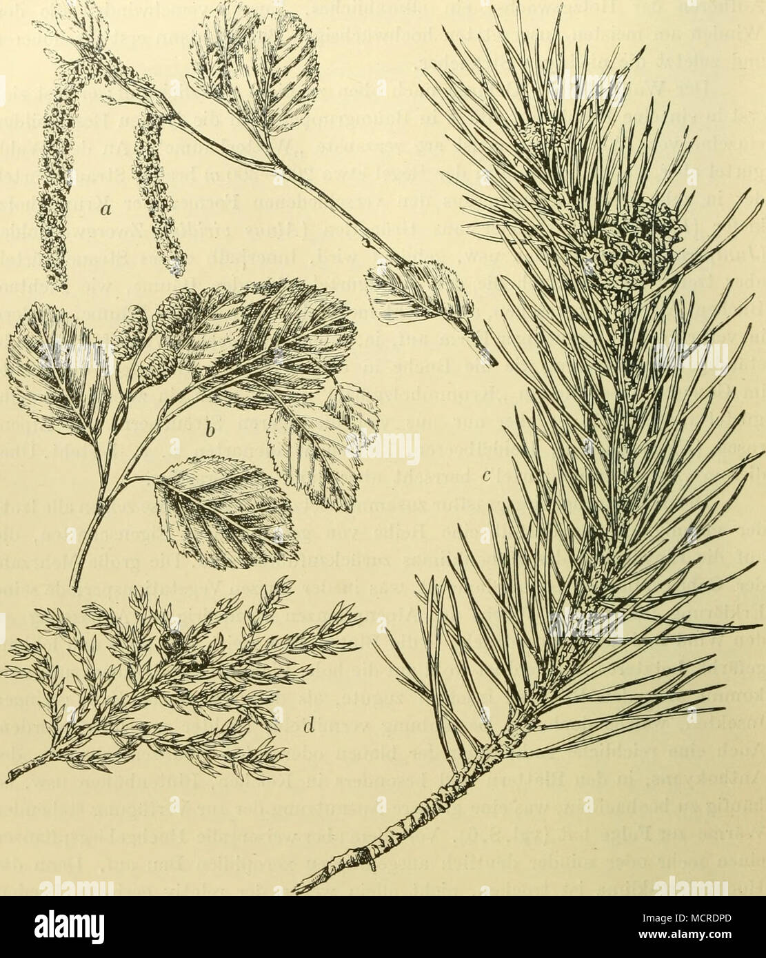 Abb, 8. Die'verbreitetsten Arten des Strauciigürtels der mitteleuropäischen  Hochgebirge. a, b Alnus viridis, c Pinus Mughus. d Juniperus nana.  besonders charakteristisch, da sie wenigstens anderswo, en Mitteleuropa,  fast, die Polsterpflanzen nirgends