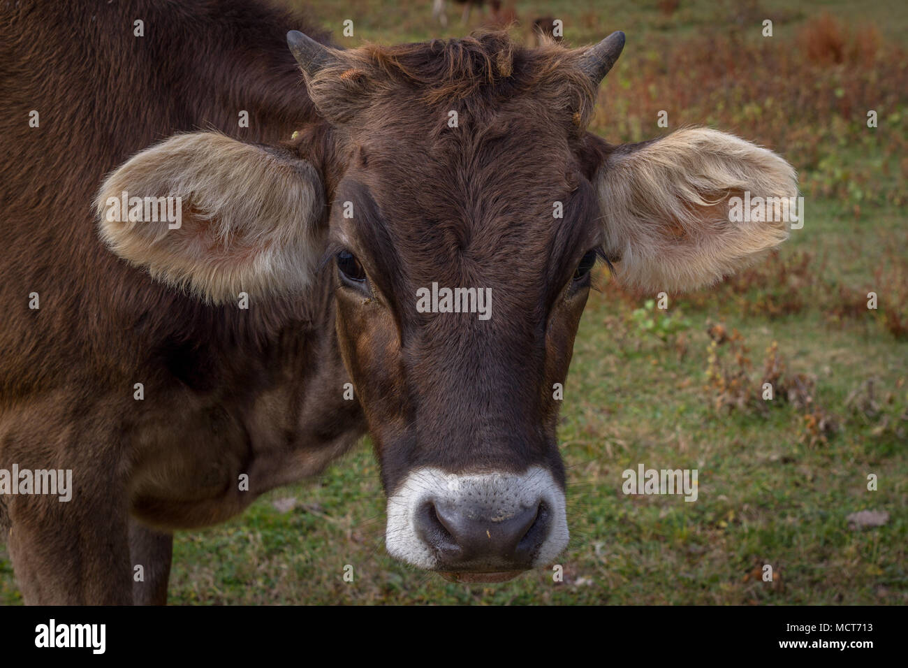 Vaca joven en el campo en Ucrania. Granja de pastoreo. Foto de stock