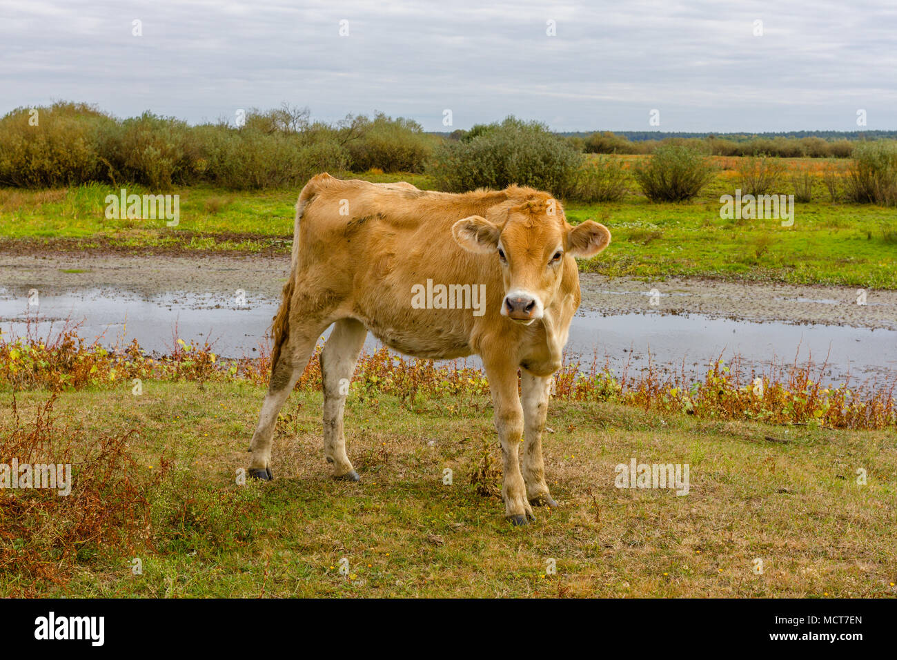 Vaca joven en el campo en Ucrania. Granja de pastoreo. Foto de stock