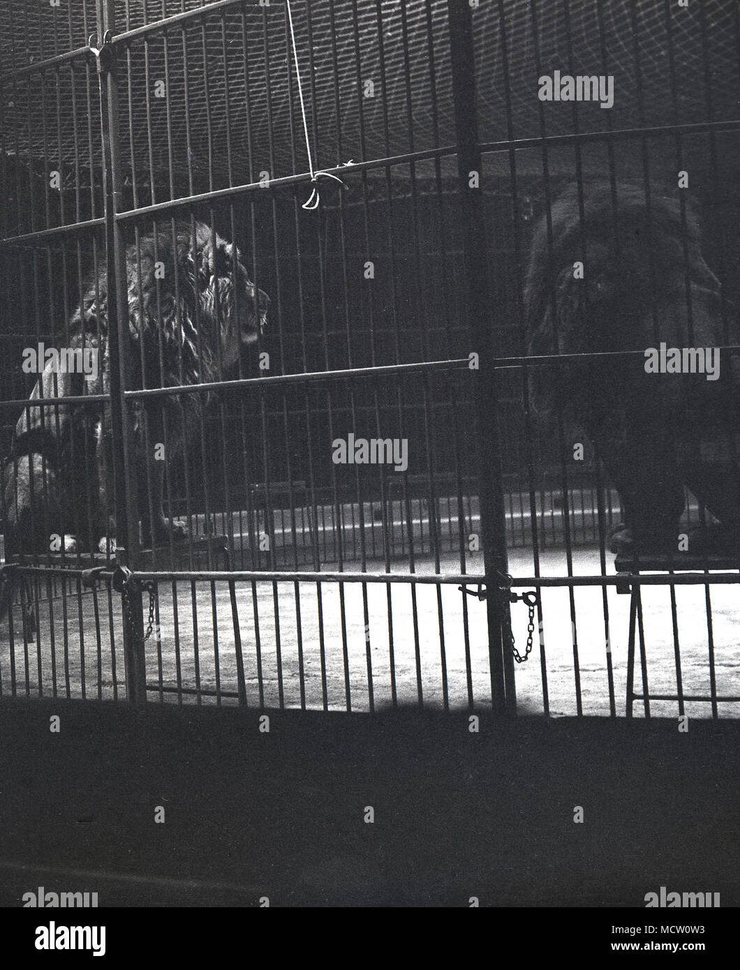 1950, foto histórica de 'Big Cats', leones, sentados en taburetes dentro de una jaula de acero anillo prohibido realizar en el circo en Belle Vue, Manchester, Inglaterra, Reino Unido. El circo fue una atracción poular allí en su día y duró más de 50 años. También en Belle Vue es un zoológico y el parque de diversiones y un estadio que albergó eventos Speedway. Foto de stock