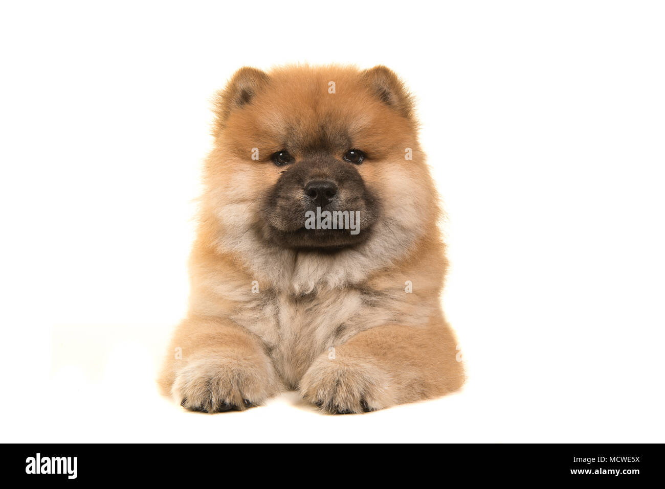 Chow Chow Puppy Standing Fotos E Imagenes De Stock Alamy