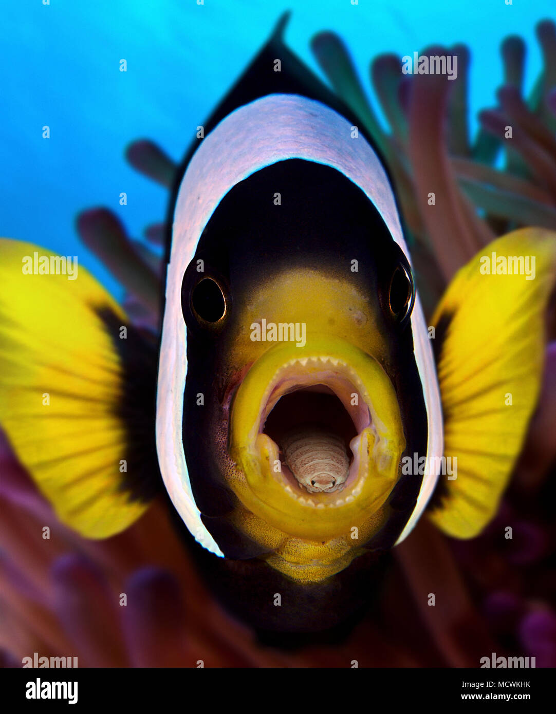 Lanza-comiendo el piojo, Cymothoa exigua, dentro de la boca de Clark's anemonefish, Amphiprion clarkii. El parásito entra en el pescado a través de las branquias, y Foto de stock