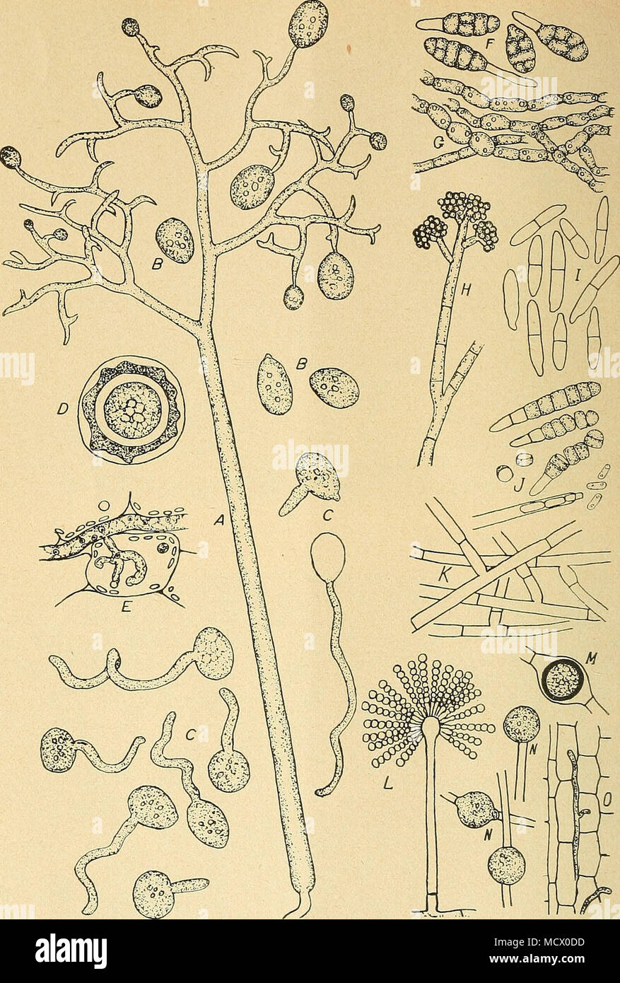 . Figura 2. Algunos hongos que causan el tabaco diseeises, todos muy magnificados. A-E, el moho hongo Peronospora tahacina. Una, con el desarrollo de esporas Sporophore verano en las puntas. B, maduran las esporas de verano. C, la germinación de las esporas de verano. D, sección transversal de una espora de invierno. E, Haustorium dentro de una celda de hoja y un segmento del micelio entre las células de la hoja. F, las esporas del hongo Aliernaria tenuis, causando manchas marrón y motea rot. G, el micelio del mismo hongo. H, Sporophore y jefes de las esporas de los hongos de pudrición de polo, Botrytis cinerea. Yo, las esporas del hongo Fusarium, afín de mancha Foto de stock