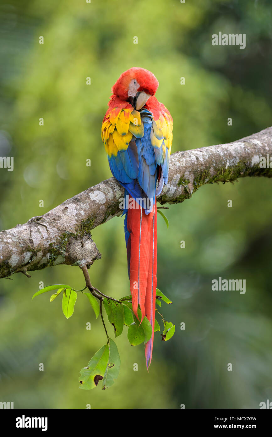 Guacamaya Roja (Ara macao, gran colorido loro de hermosos bosques de América Central, Costa Rica. Foto de stock
