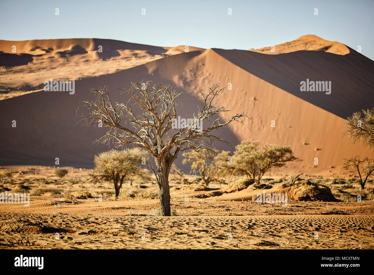 Muertos camelthorn tree (Vachellia erioloba) delante de las dunas de arena, Sossusvlei, el desierto de Namib, el Parque Nacional Namib-Naukluft Foto de stock