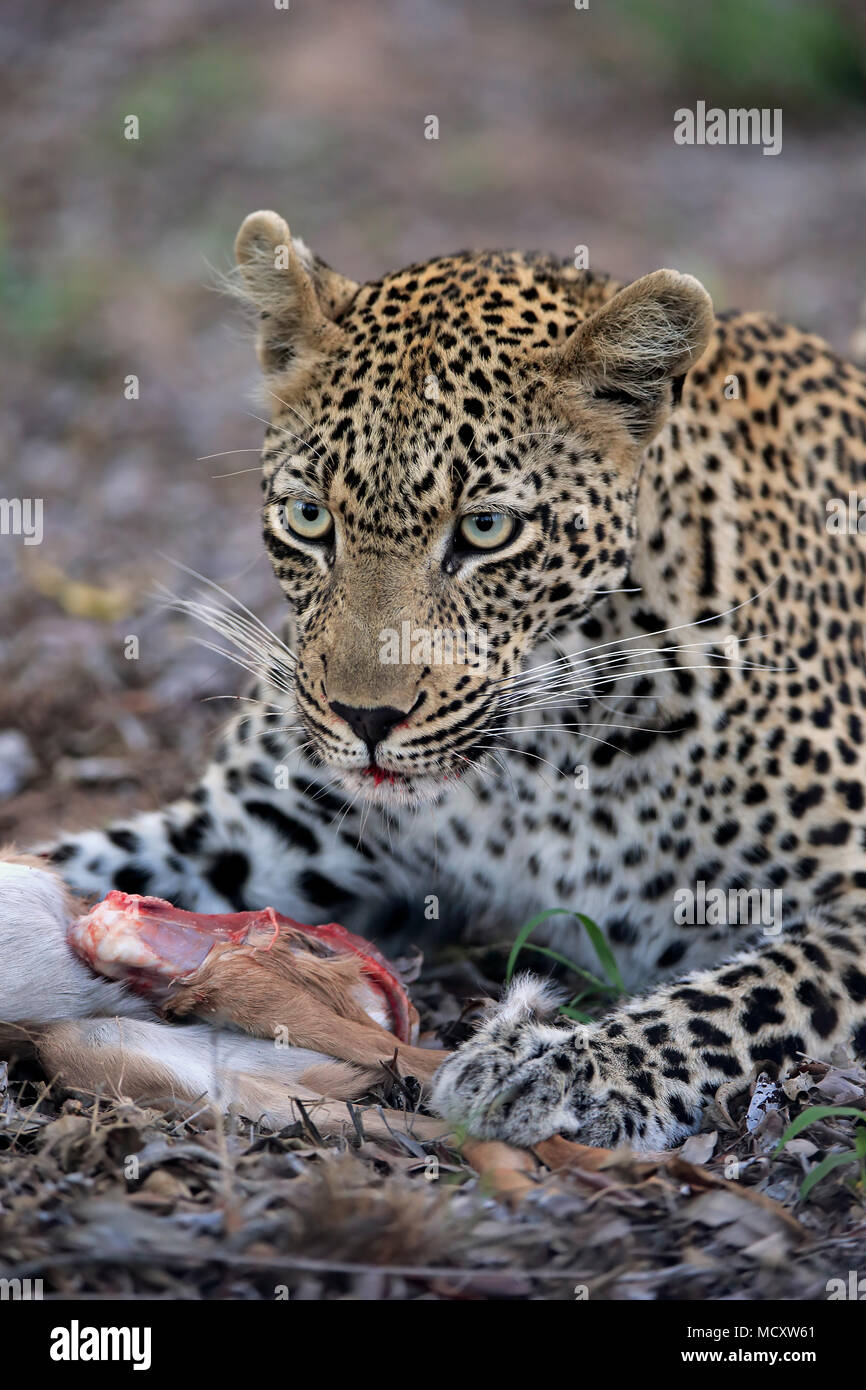 El leopardo (Panthera pardus), adultos con presas y sangre en su hocico, animal retrato, Sabi Sand Game Reserve Foto de stock