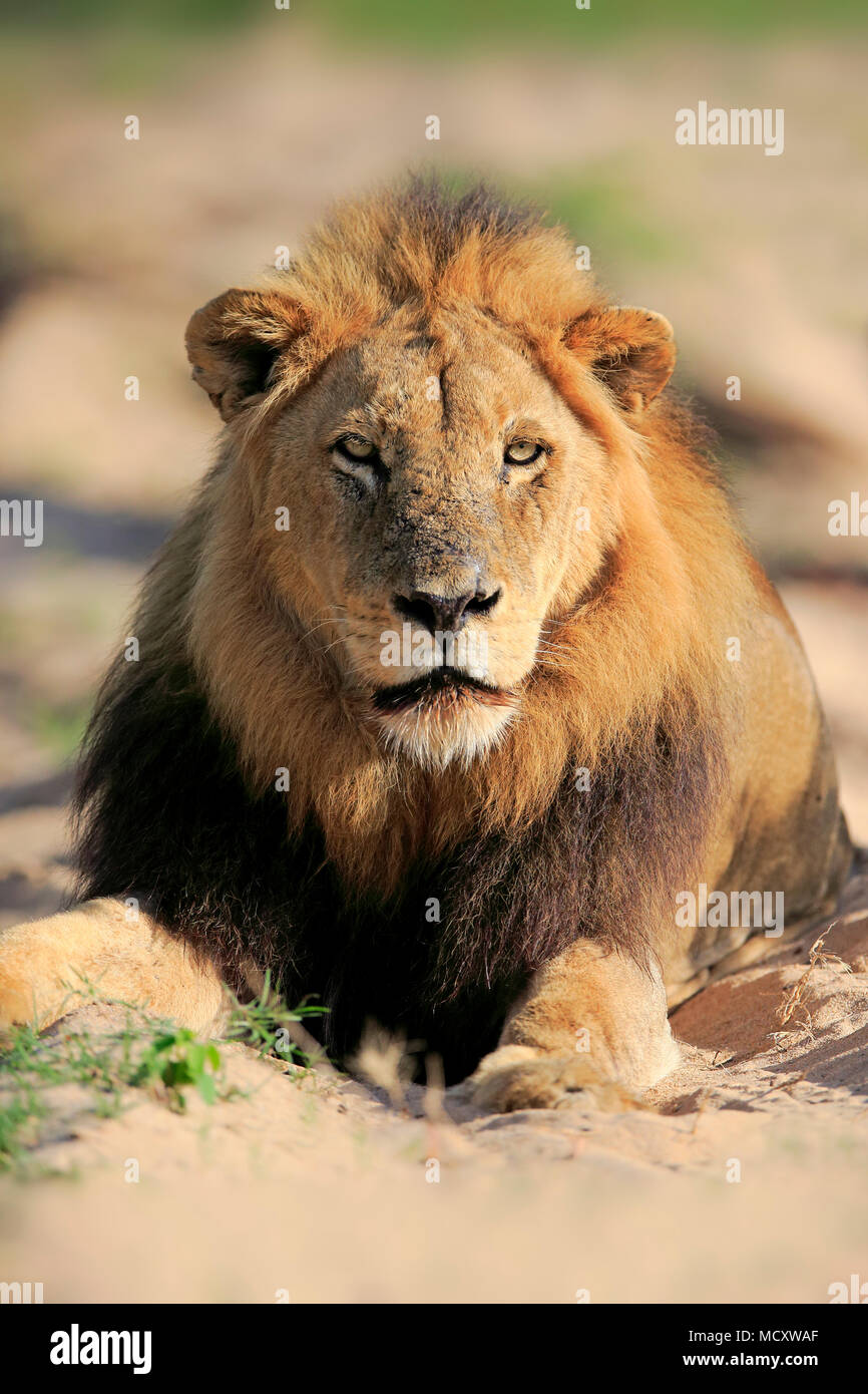 León (Panthera leo), macho adulto, animal vertical, sentado en el lecho de río seco, Sabi Sand Game Reserve, el Parque Nacional Kruger Foto de stock