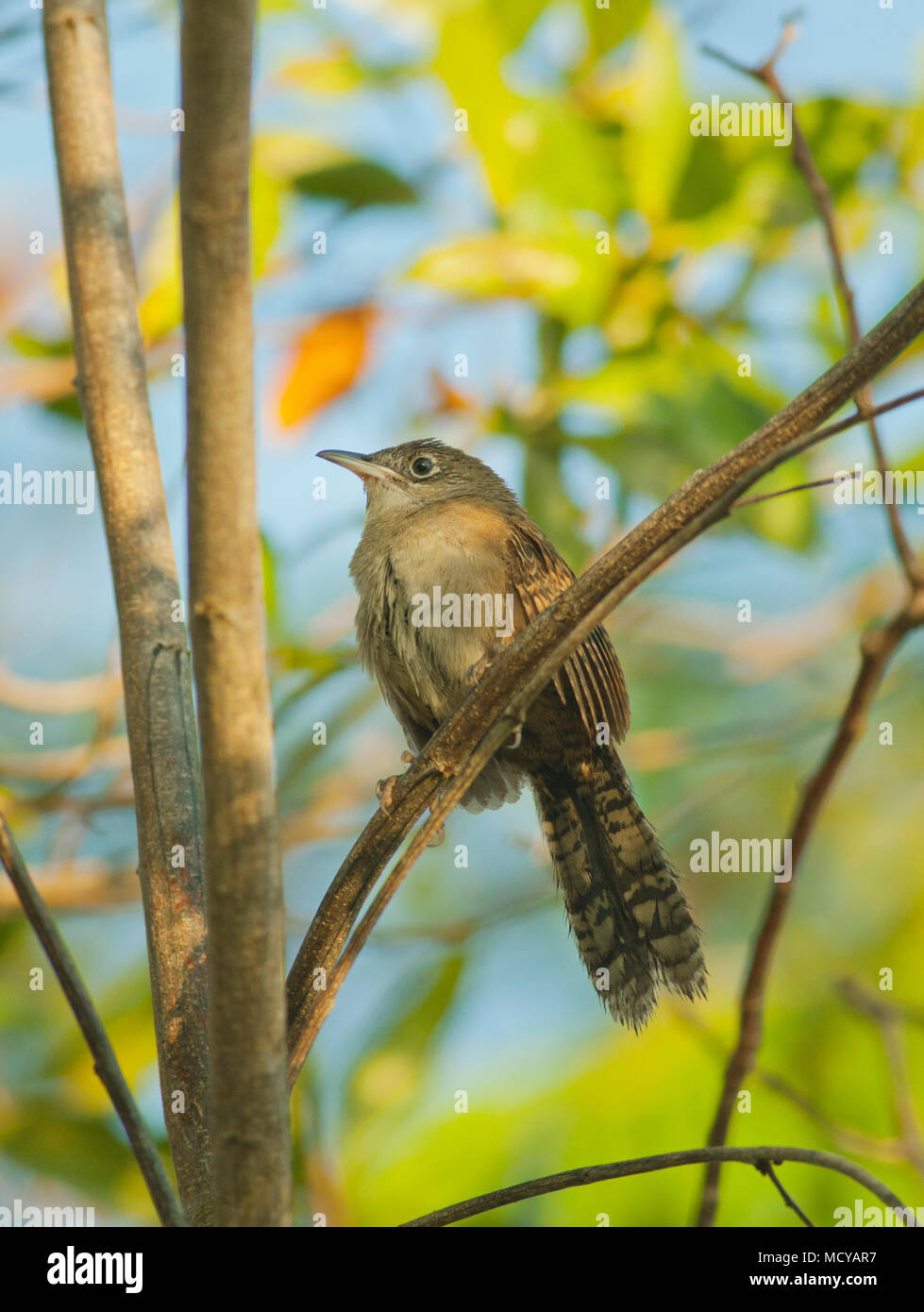 Zapata Wren (Ferminia cerverai) En Peligro de Extinción, Ciénaga de Zapata,  ave endémica de Cuba Fotografía de stock - Alamy